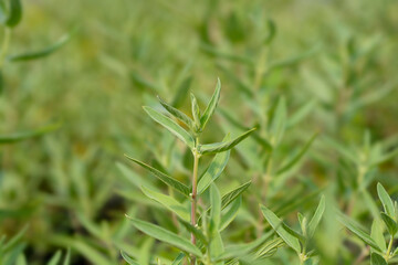 Bluebeard leaves
