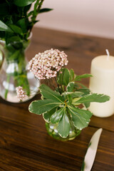 Pink gypsophila flowers and a green branch with leaves in a vase. Home Decor