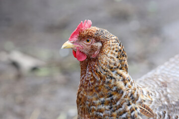 Rooster with orange brown feathers red head for walk