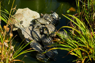 Horizontal background with rare red-eared turtles crawling against a background of lush green water and small rocks