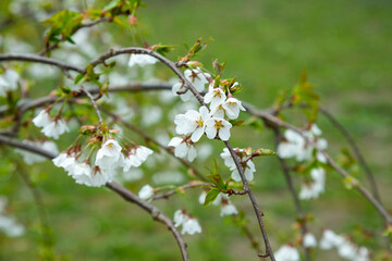Fototapeta premium Flowers of the cherry blossoms on a spring day