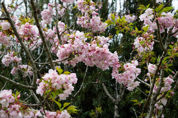 Apple tree in bloom. Pink floral background