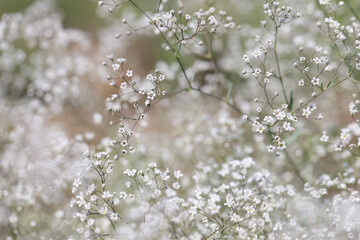 Small white flowers of gypsophila with petals in field closeup
