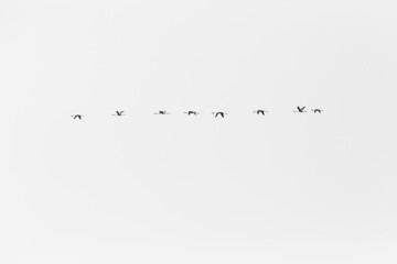 flock of flamingoes flying in a straight line in the sky