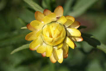 Fototapeta premium Yellow helihrizum Helichrysum in garden closeup. Dark natural background with lonely flower