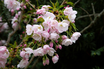 Apple tree in bloom. Pink floral background
