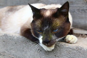 Siamese Sleepy Cat with Bright Blue Eyes with pollen on muzzle