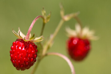 Two ripe bright red wild strawberries growing outside