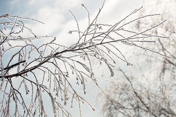 The branches of the tree are covered with frost on a winter sunny cold day