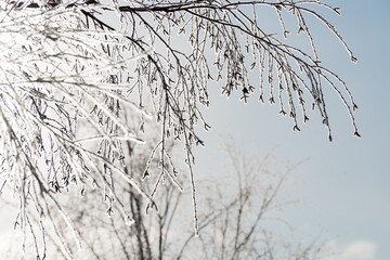 The branches of the tree are covered with frost on a winter sunny cold day