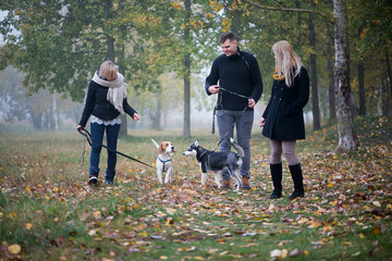 pet owners with siberian husky and beagle dogs have a nice time in the city park on an autumn...