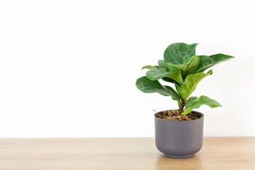 Fiddle fig or ficus lyrata in plastic pots n wood table white home. Fiddle-leaf fig tree the popular ornamental houseplant air purifying plants for home tropical minimal design.