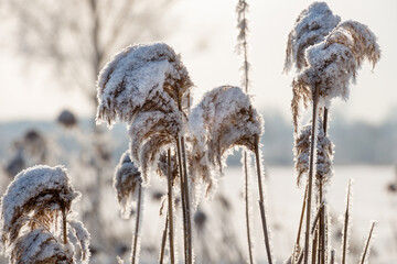 The grass is covered with frost on a winter sunny cold day