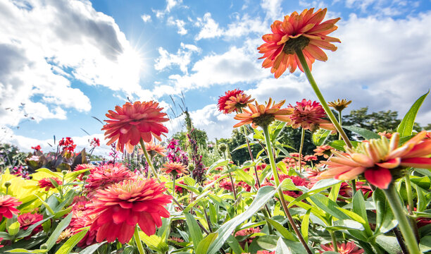 sommer