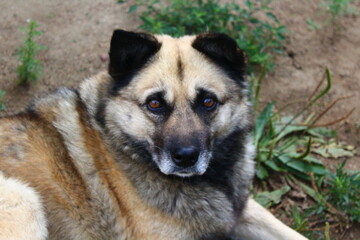 Senior dog portrait 