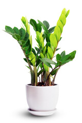 Zanzibar gem, aroid palm , arum fern. Zamioculcas zamifolia hardy tree in white ceramic pots isolated on white, easy to grow purifies air and home office building decoration