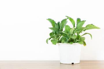 Mother of Thousands in white plastic pot on wooden table white background. Mother of Thousands, Bryophyllum daigremontiana.
