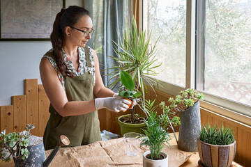 Woman transplanting orchid into another pot on the table, taking care of plants and home flowers....