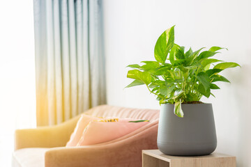 Epipremnum aureum in pots on table and pink sofa in the living room, houseplant, golden pothos purify air vining plant with heart-shaped leaves plant.