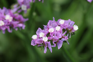 Fototapeta premium Purple statice flowers on field. Bright wildflowers