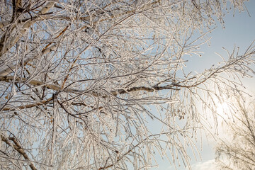 The branches of the tree are covered with frost on a winter sunny cold day