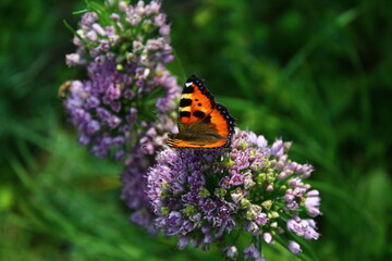 butterfly on flower