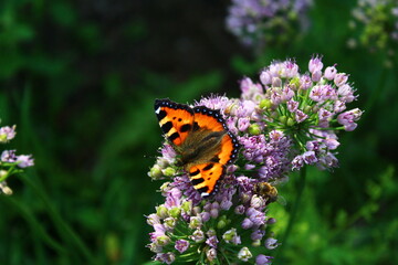 butterfly on flower