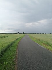 Fototapeta na wymiar Country road among cornfields in beautiful scenery