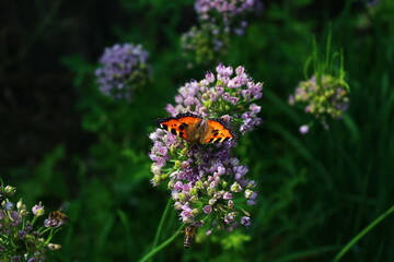 Butterfly on flower. small tortoiseshell or Aglais urticae on chives wild garlic flowerhead