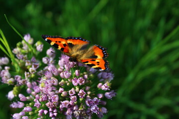 Fototapeta na wymiar Butterfly on flower. small tortoiseshell or Aglais urticae on chives wild garlic flowerhead