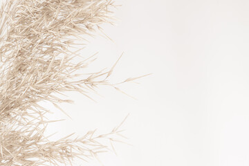 Dry cane reed rush golden heads with soft mist effect fluffy buds on light background macro and place for text