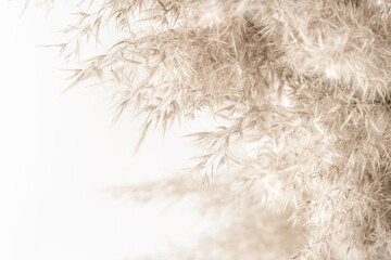 Dry cane reed rush golden heads with fluffy buds on light background soft mist effect macro