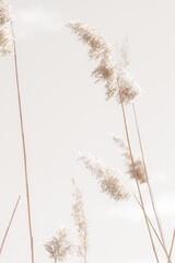 Dry cane reed rush golden heads with soft mist effect on sunny spring day