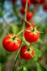 Cherry tomatoes on a branch in the garden