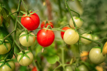 Fototapeta premium Cherry tomatoes on a branch in the garden