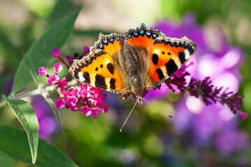 Colorful butterfly on a flower