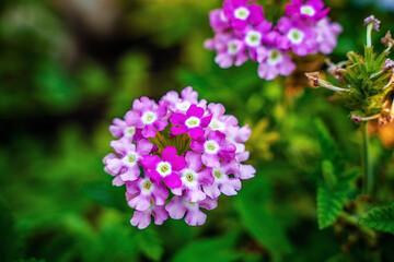 Natural garden background with beautiful flowers