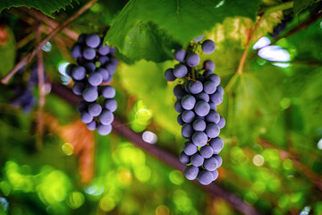 Bunches of grapes are hanging in the garden, a beautiful natural background