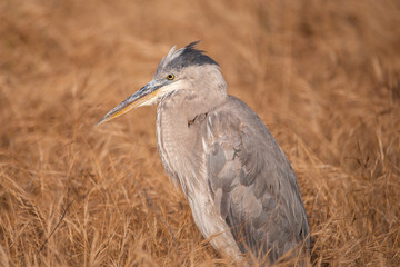 Heron