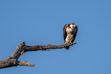 Osprey