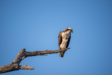 Osprey