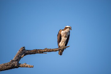 Osprey