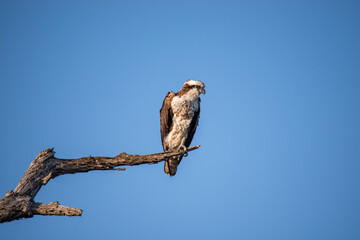 Osprey