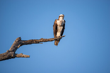 Osprey