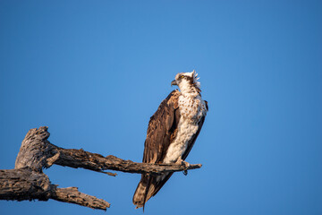 Osprey