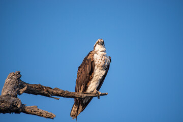 Osprey