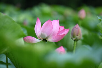 Obraz premium 蓮の花