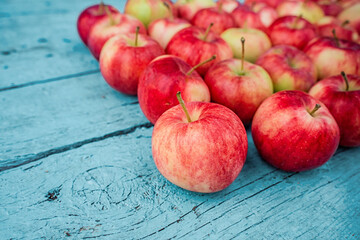 Apples are laid out in rows, the harvest is from the garden, natural background