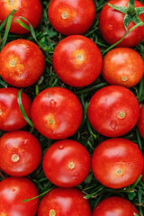 Cherry tomatoes are laid out in a row on the grass. Bright background image of vegetables