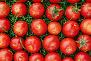 Cherry tomatoes are laid out in a row on the grass. Bright background image of vegetables